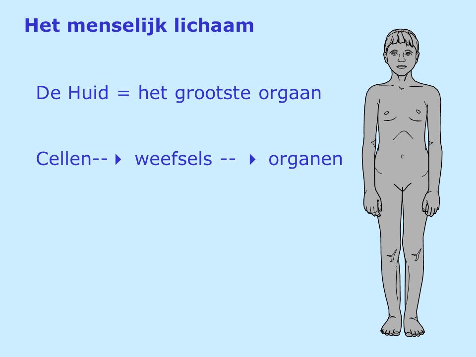 Het menselijk lichaam De Huid = het grootste orgaan Cellen-- weefsels --  organen