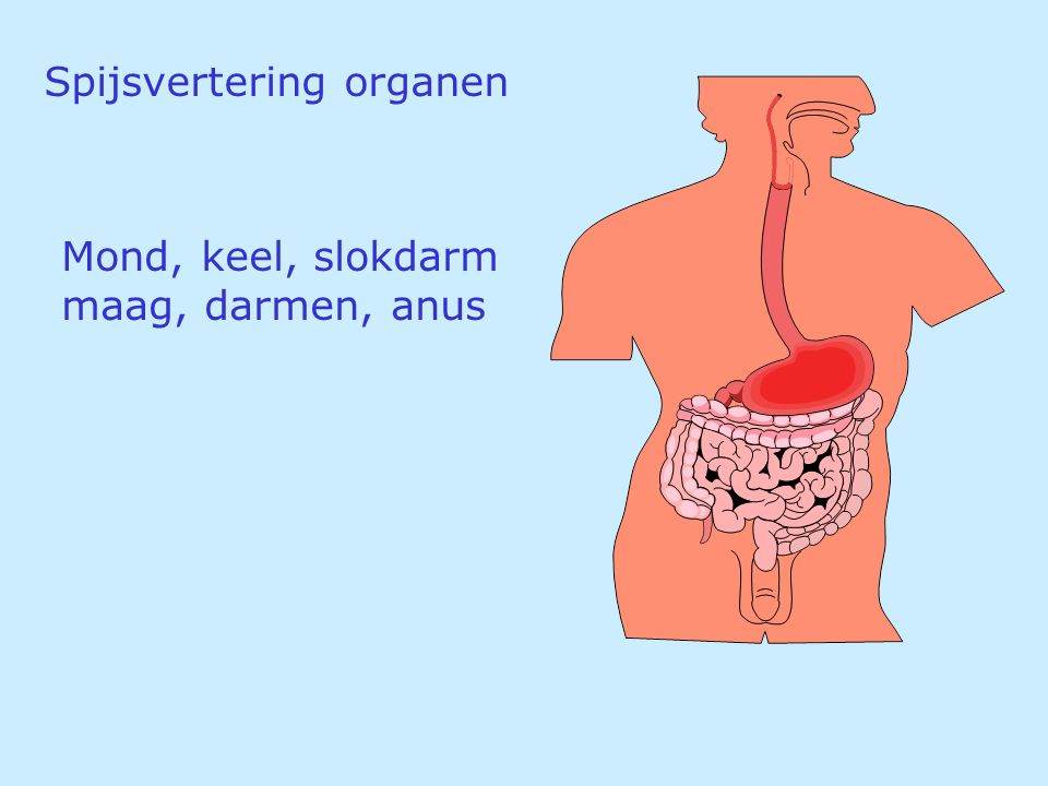 Spijsvertering organen