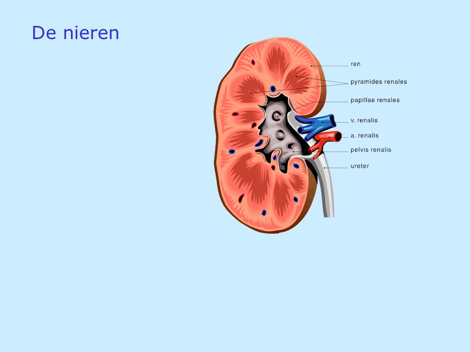De nieren
