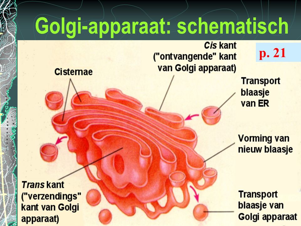 Golgi-apparaat: schematisch