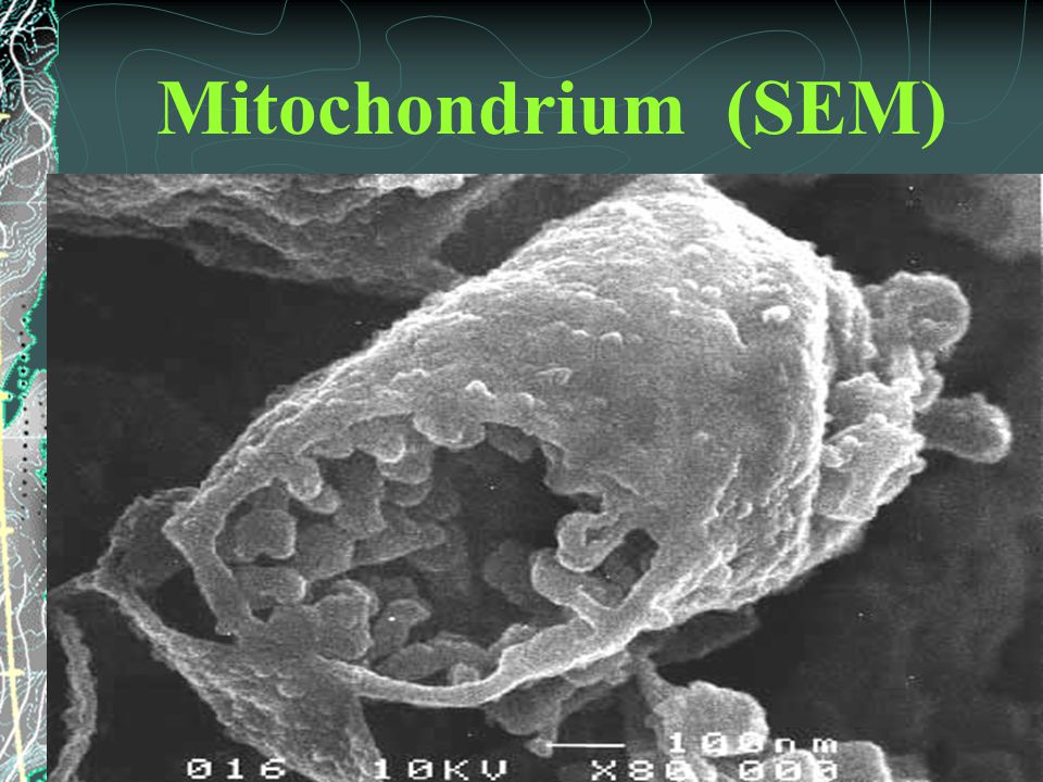 Mitochondrium (SEM)