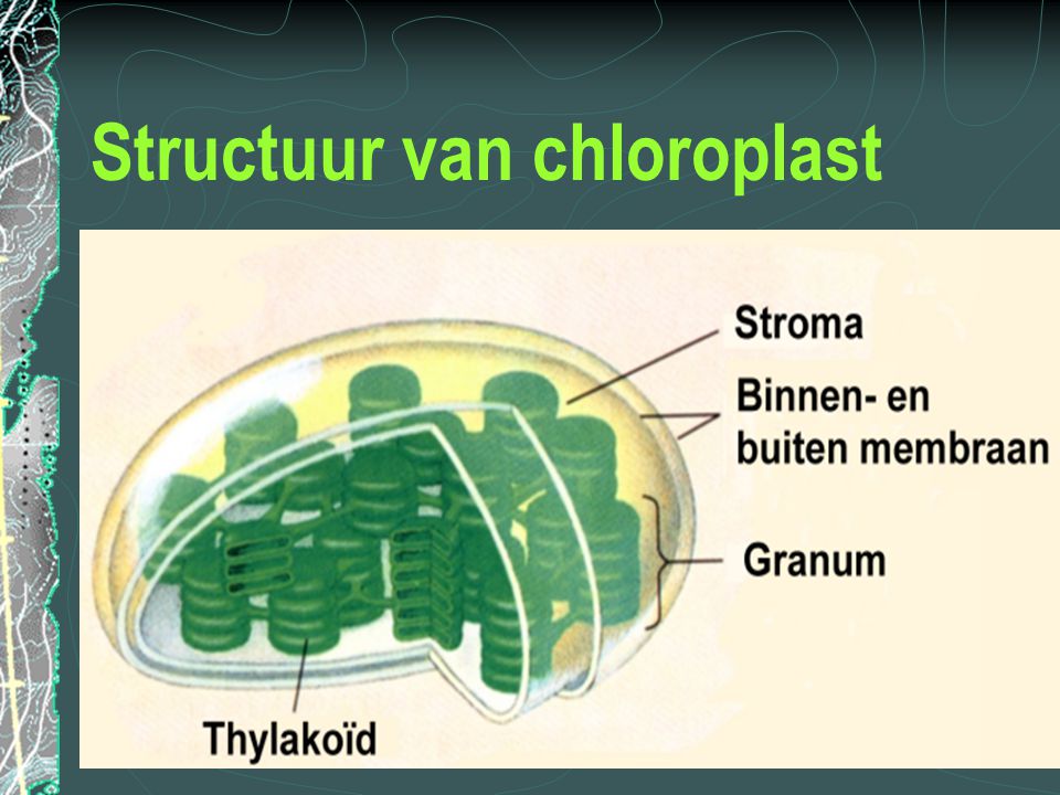 Structuur van chloroplast