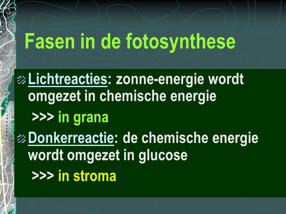Fasen in de fotosynthese
