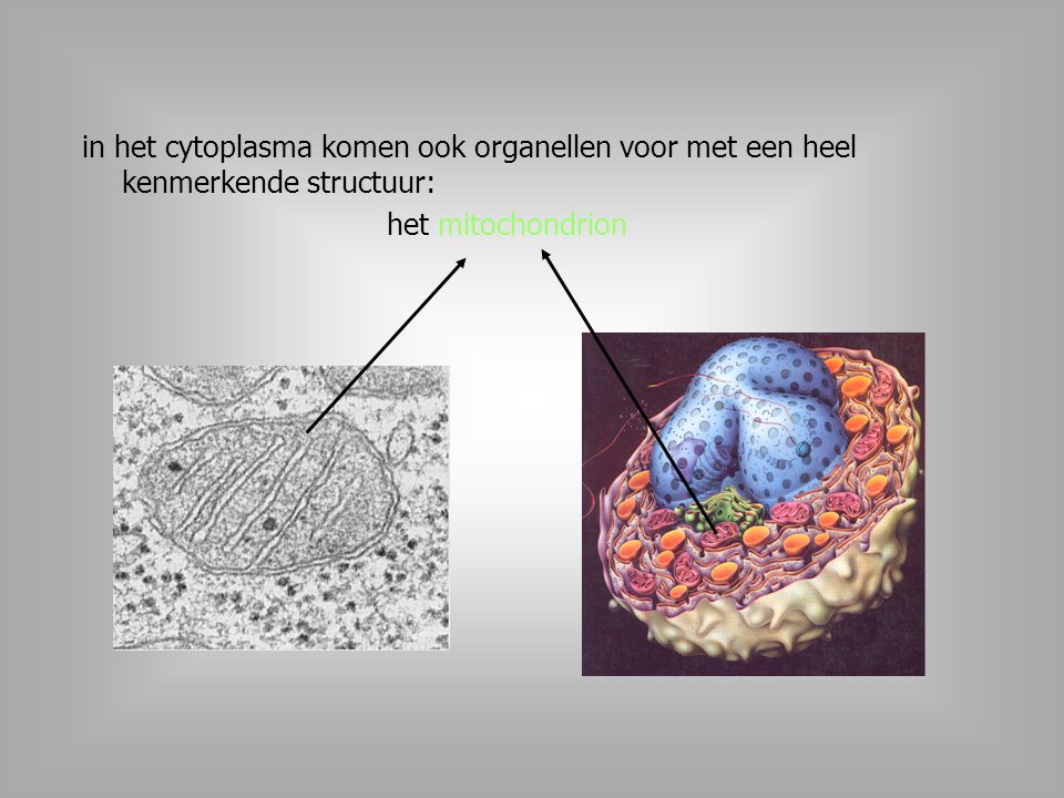 in het cytoplasma komen ook organellen voor met een heel kenmerkende structuur: