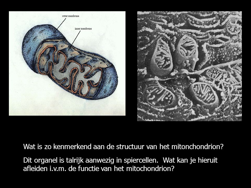 Wat is zo kenmerkend aan de structuur van het mitonchondrion