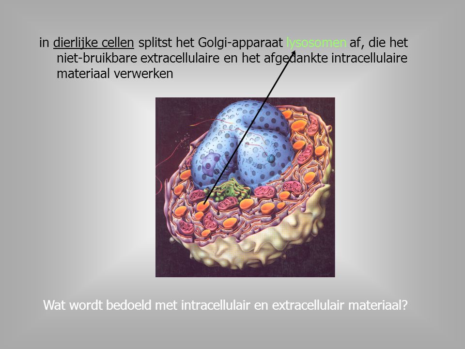 in dierlijke cellen splitst het Golgi-apparaat lysosomen af, die het niet-bruikbare extracellulaire en het afgedankte intracellulaire materiaal verwerken