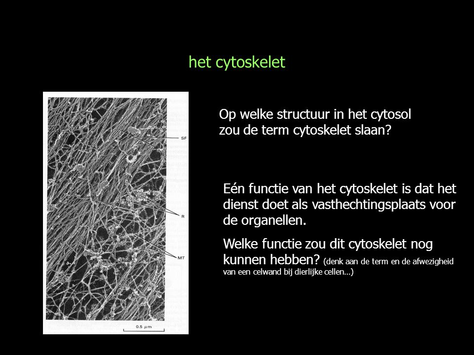 het cytoskelet Op welke structuur in het cytosol zou de term cytoskelet slaan