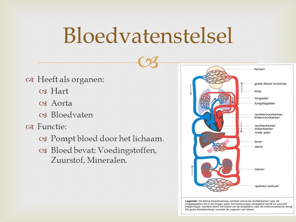 Bloedvatenstelsel Heeft als organen: Hart Aorta Bloedvaten Functie: