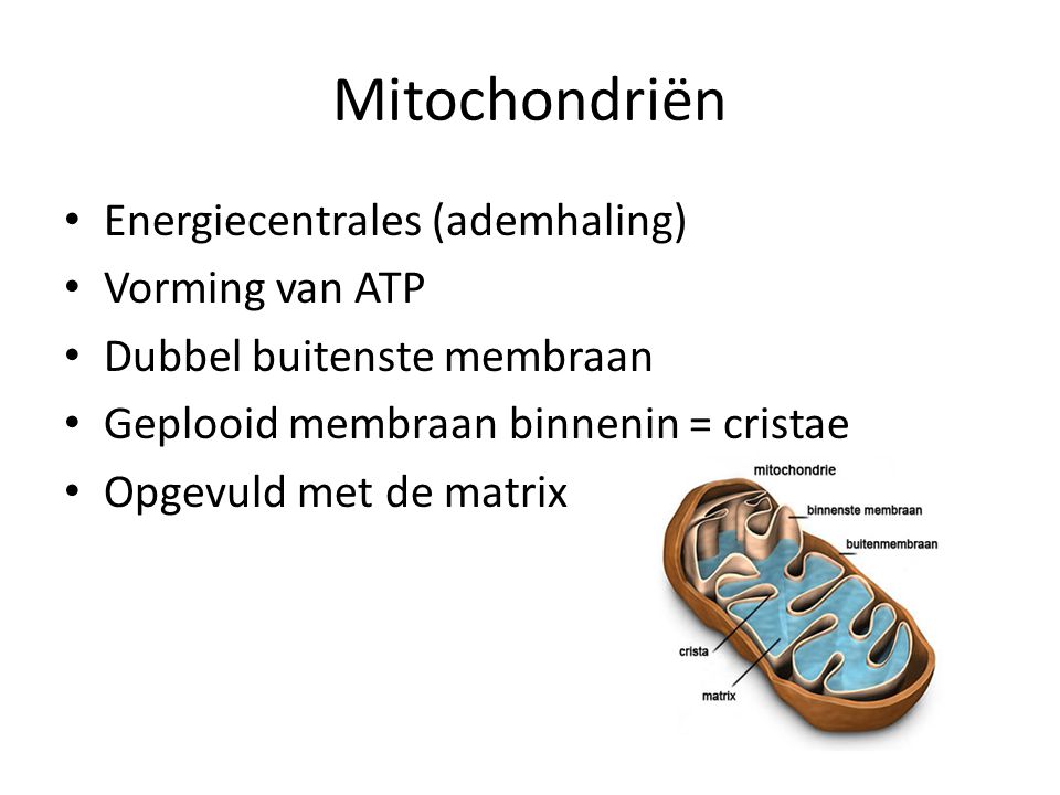 Mitochondriën Energiecentrales (ademhaling) Vorming van ATP
