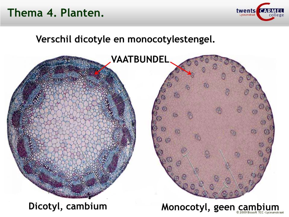 Thema 4. Planten. Verschil dicotyle en monocotylestengel. VAATBUNDEL