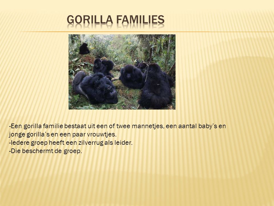 Gorilla families -Een gorilla familie bestaat uit een of twee mannetjes, een aantal baby’s en jonge gorilla’s en een paar vrouwtjes.
