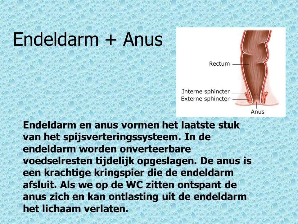 Endeldarm + Anus