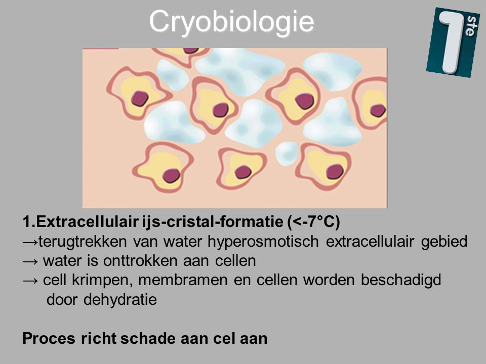 Cryobiologie 1.Extracellulair ijs-cristal-formatie (<-7°C)