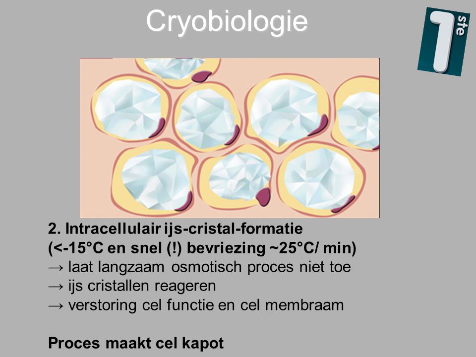 Cryobiologie 4/4/ Intracellulair ijs-cristal-formatie (<-15°C en snel (!) bevriezing ~25°C/ min)