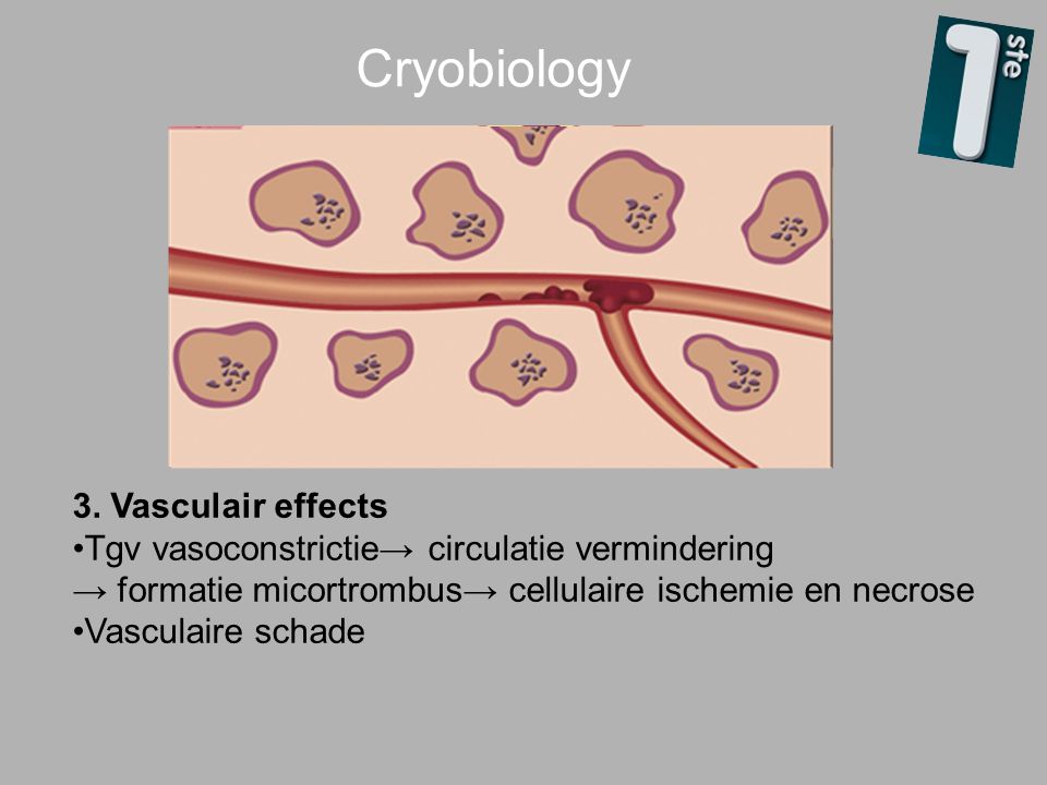 Cryobiology 3. Vasculair effects