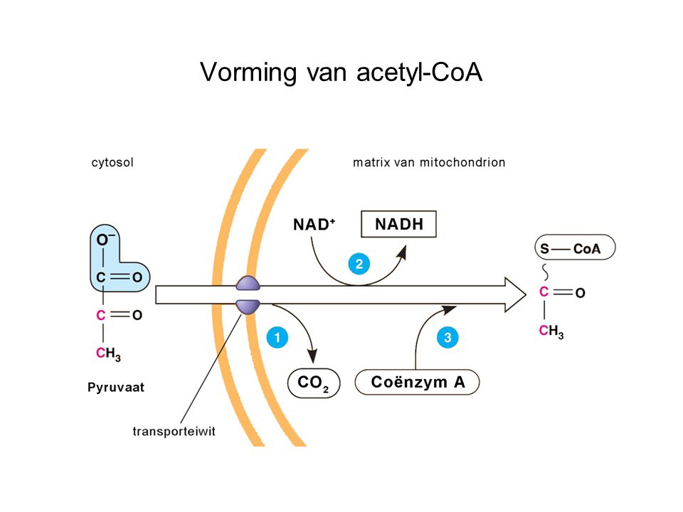 Vorming van acetyl-CoA
