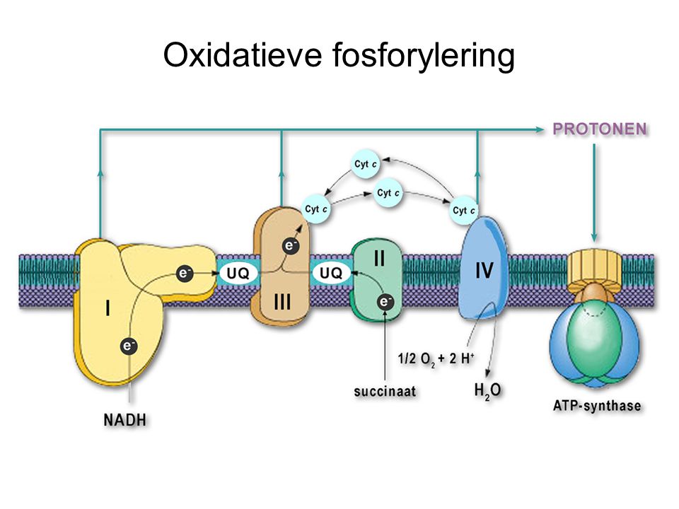 Oxidatieve fosforylering