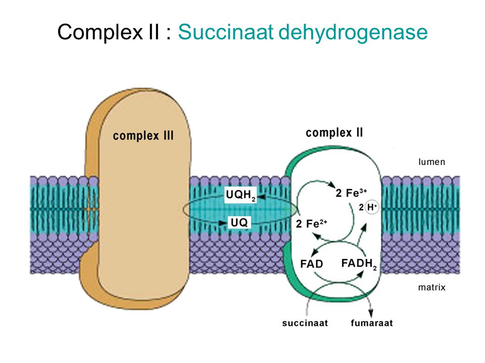 Complex II : Succinaat dehydrogenase