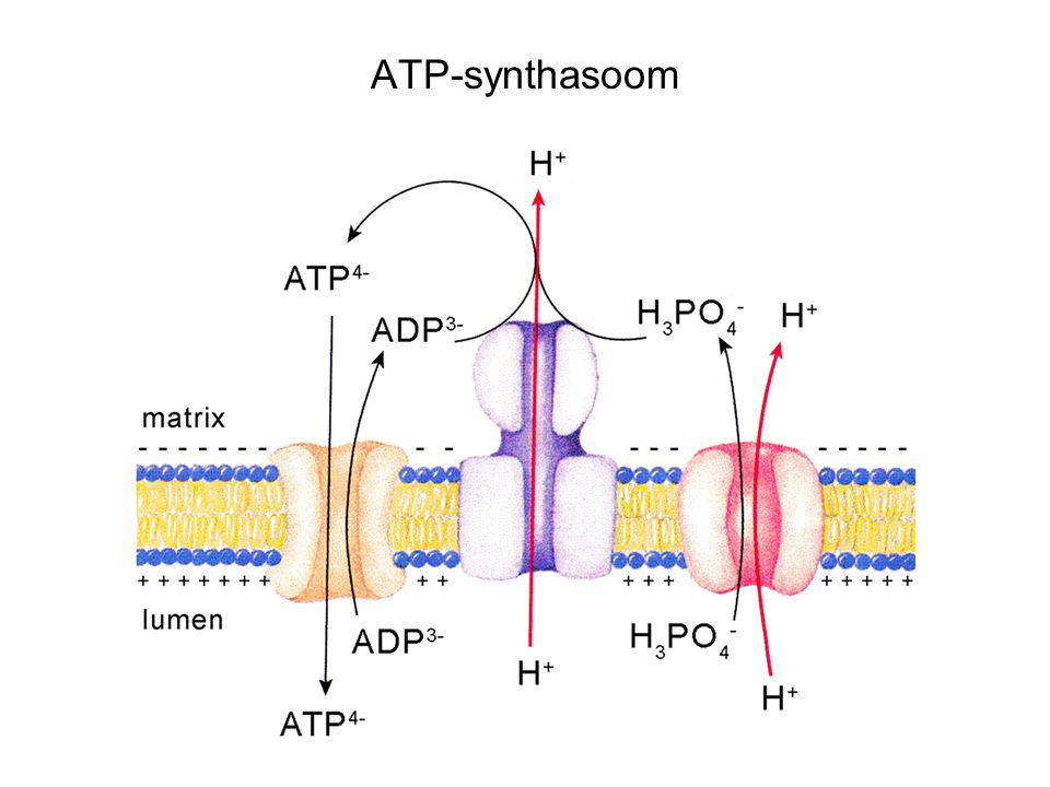 ATP-synthasoom