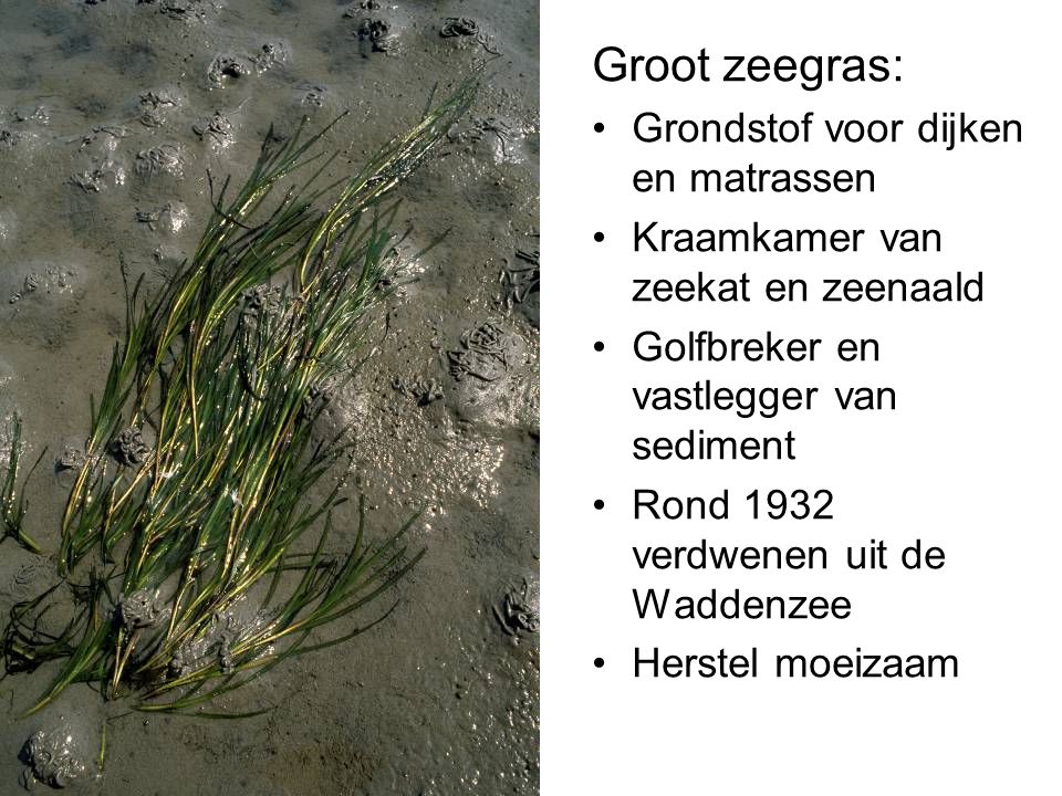 Groot zeegras: Grondstof voor dijken en matrassen