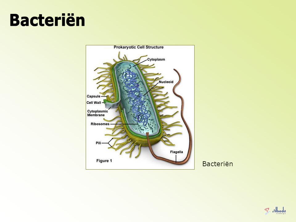 Bacteriën Bacteriën