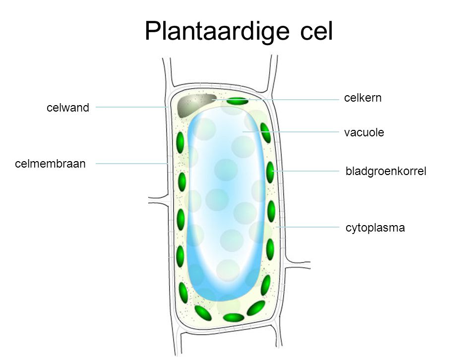 Plantaardige cel celkern celwand vacuole celmembraan bladgroenkorrel