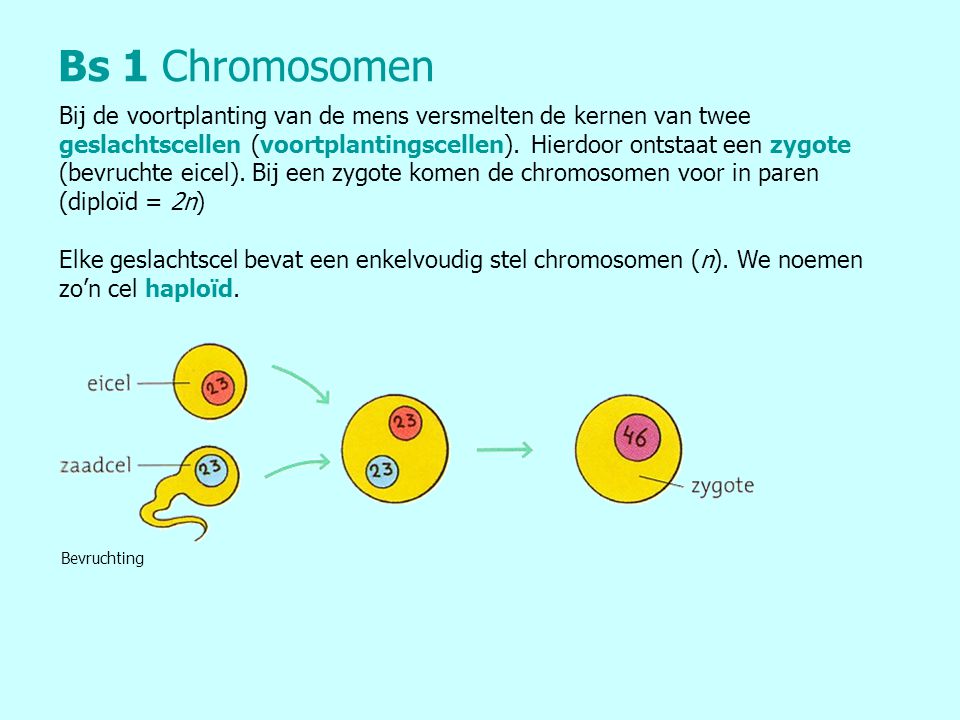 Bs 1 Chromosomen