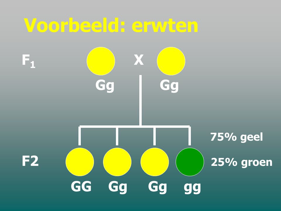 Voorbeeld: erwten F1 X. Gg Gg. 75% geel. F2 25% groen.