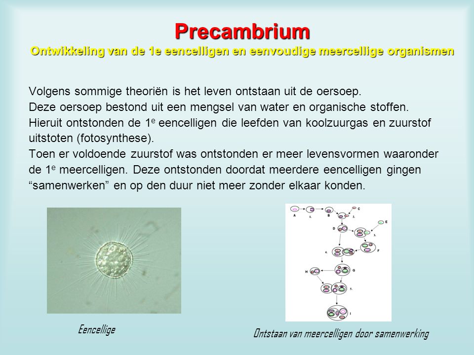 Precambrium Ontwikkeling van de 1e eencelligen en eenvoudige meercellige organismen