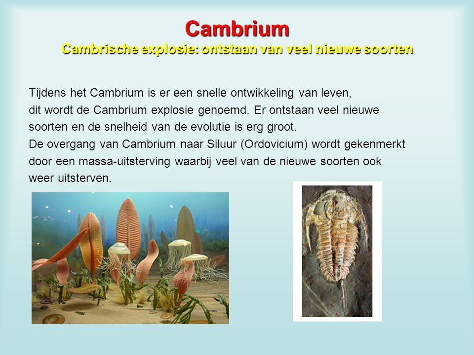 Cambrium Cambrische explosie: ontstaan van veel nieuwe soorten