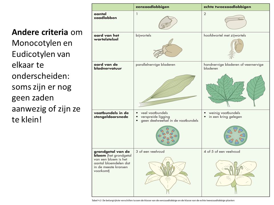 Andere criteria om Monocotylen en Eudicotylen van elkaar te onderscheiden: soms zijn er nog geen zaden aanwezig of zijn ze te klein!