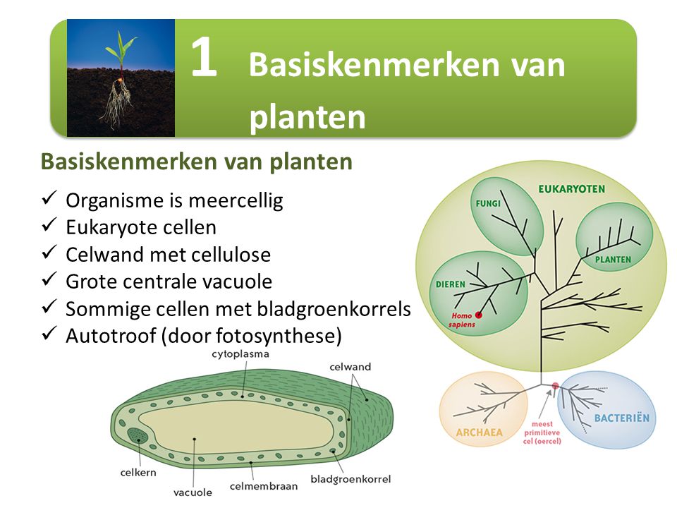 1 Basiskenmerken van planten