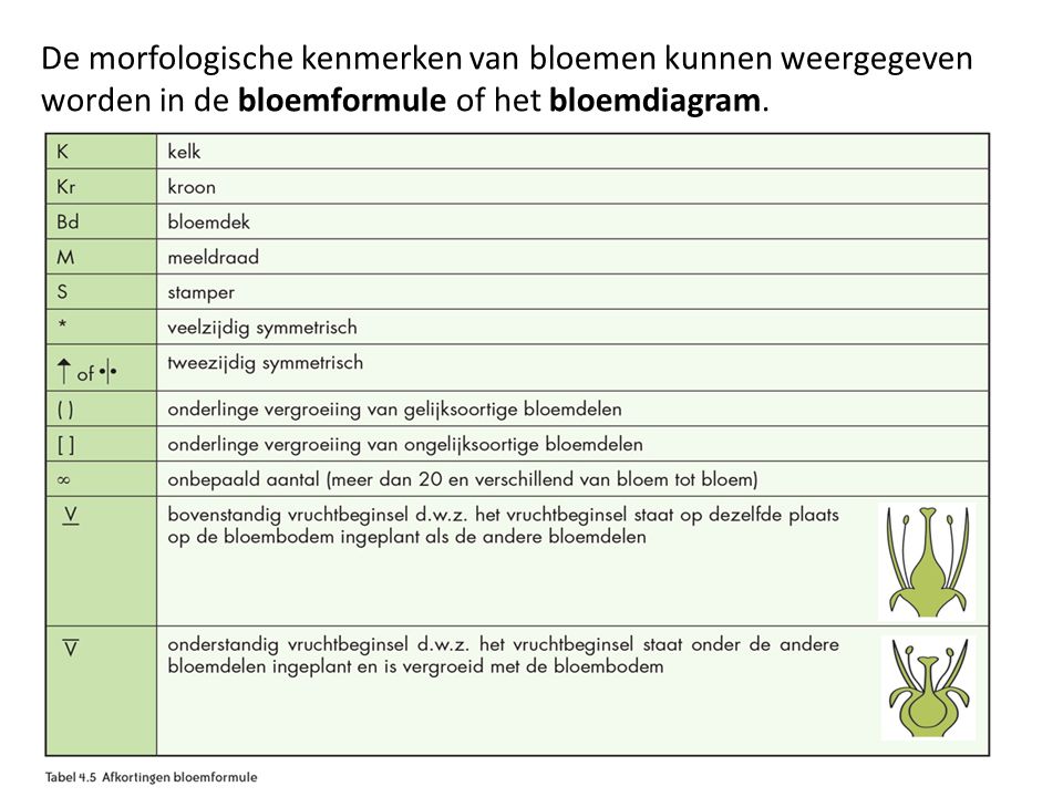 De morfologische kenmerken van bloemen kunnen weergegeven worden in de bloemformule of het bloemdiagram.