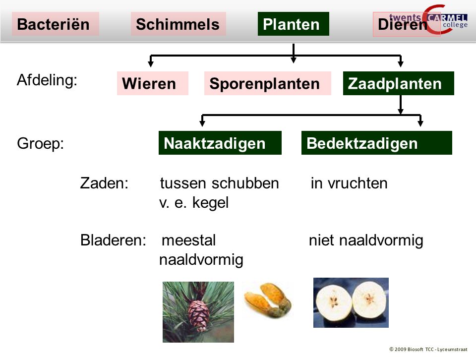 Bacteriën Schimmels. Planten. Dieren. Afdeling: Wieren. Sporenplanten. Zaadplanten. Groep: Naaktzadigen.
