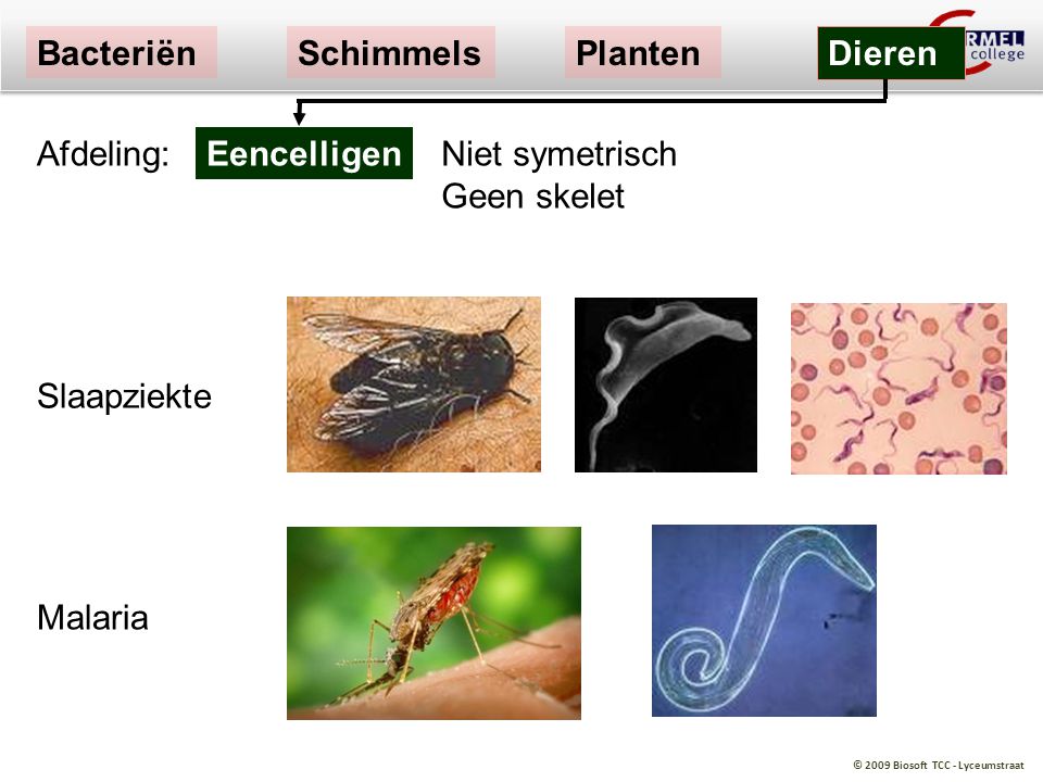 Bacteriën Schimmels. Planten. Dieren. Afdeling: Eencelligen. Niet symetrisch Geen skelet. Slaapziekte.