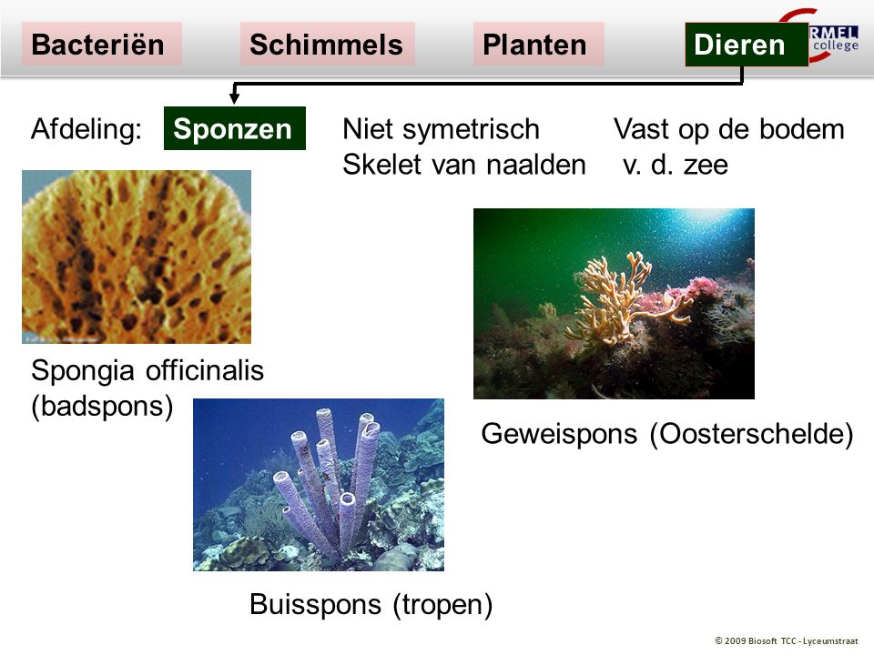 Bacteriën Schimmels. Planten. Dieren. Afdeling: Sponzen. Niet symetrisch Vast op de bodem Skelet van naalden v. d. zee.