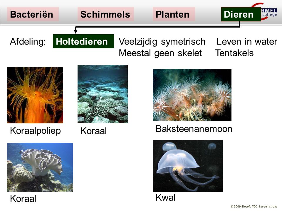 Bacteriën Schimmels. Planten. Dieren. Afdeling: Holtedieren. Veelzijdig symetrisch Leven in water Meestal geen skelet Tentakels.