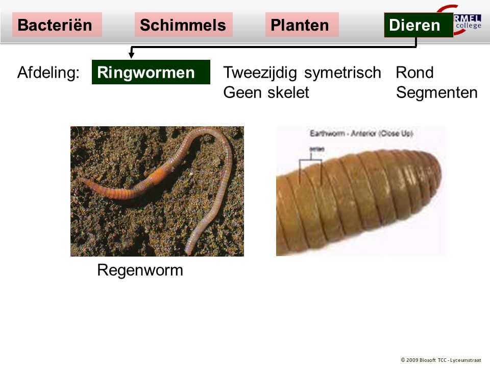 Bacteriën Bacteriën. Schimmels. Schimmels. Planten. Planten. Dieren. Dieren. Afdeling: Ringwormen.