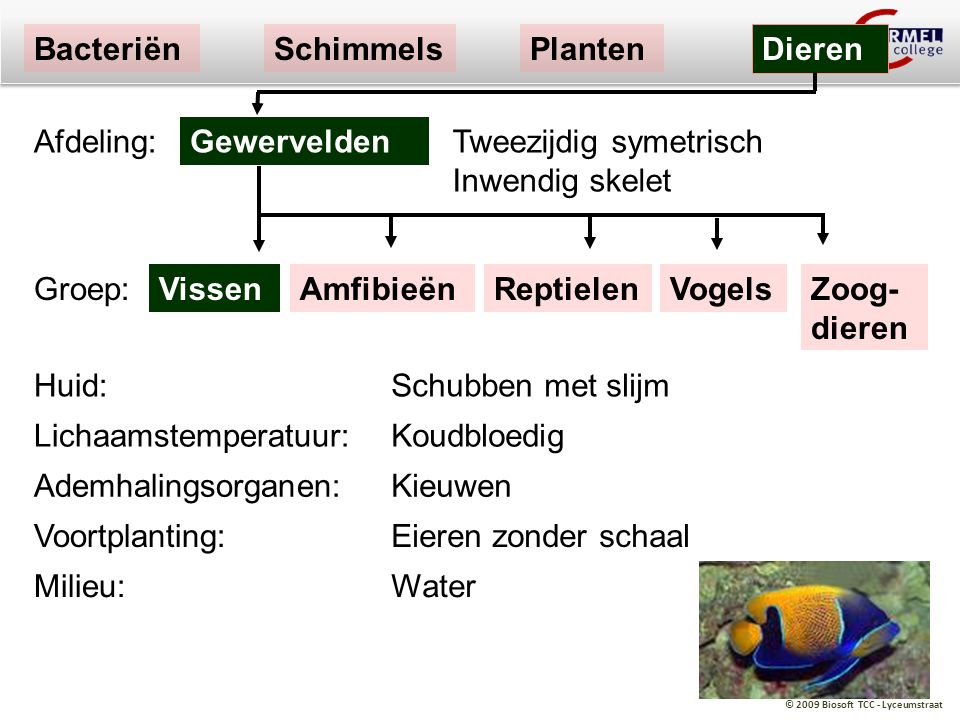 Bacteriën Schimmels. Planten. Dieren. Afdeling: Gewervelden. Tweezijdig symetrisch Inwendig skelet.