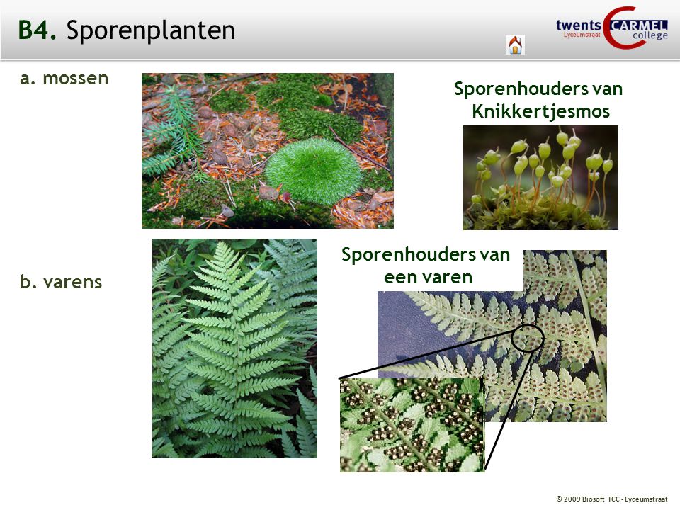 B4. Sporenplanten a. mossen Sporenhouders van Knikkertjesmos b. varens