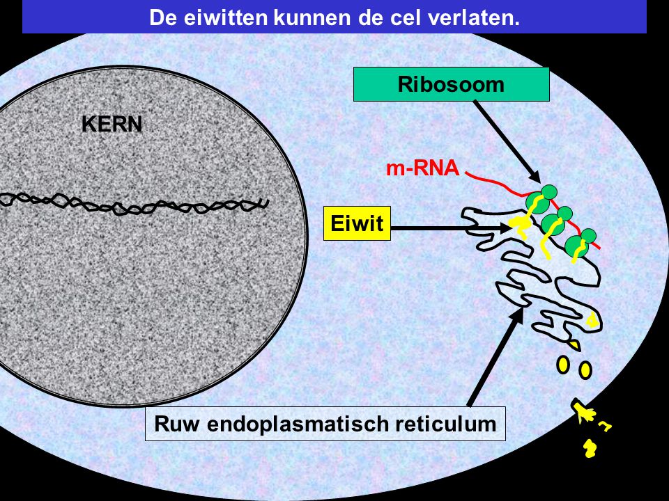 De eiwitten kunnen de cel verlaten. Ruw endoplasmatisch reticulum