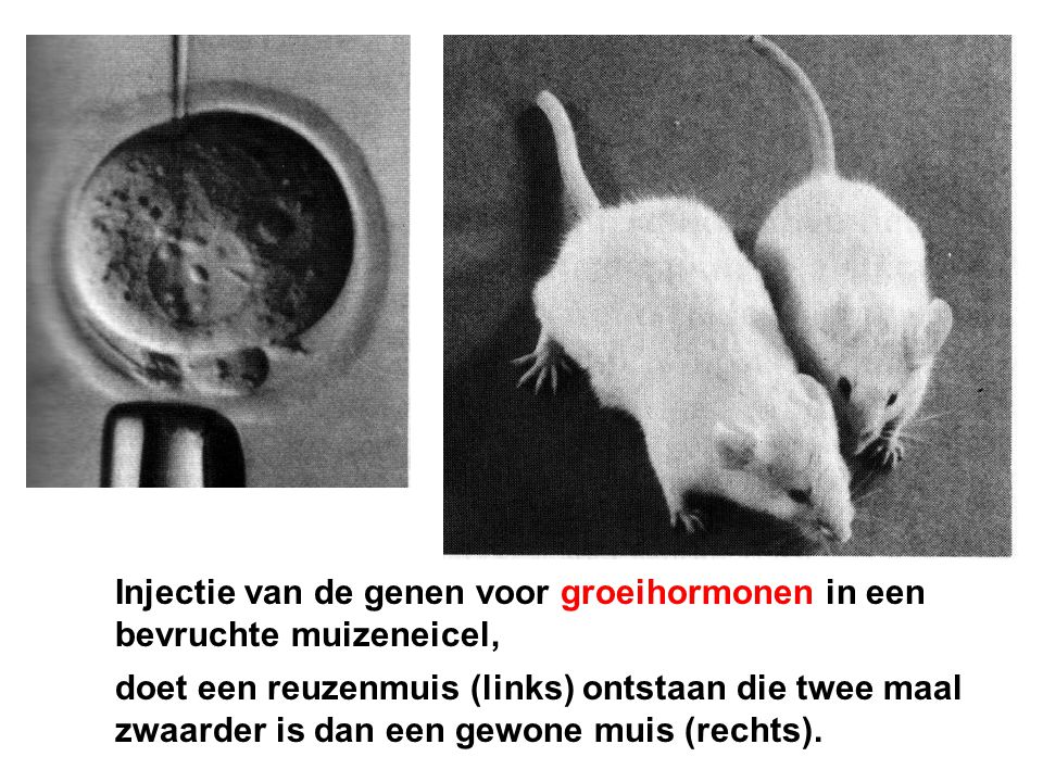 Injectie van de genen voor groeihormonen in een bevruchte muizeneicel,