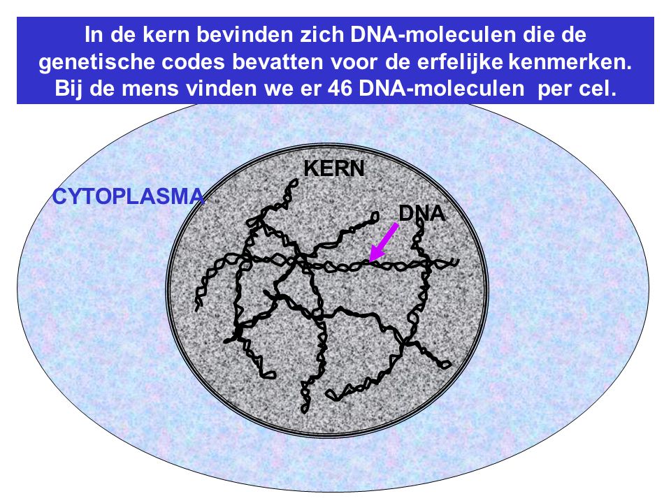 In de kern bevinden zich DNA-moleculen die de genetische codes bevatten voor de erfelijke kenmerken. Bij de mens vinden we er 46 DNA-moleculen per cel.