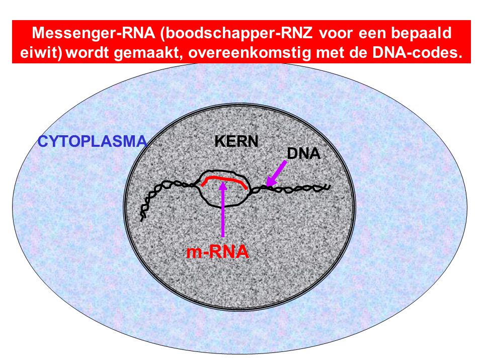 Messenger-RNA (boodschapper-RNZ voor een bepaald eiwit) wordt gemaakt, overeenkomstig met de DNA-codes.