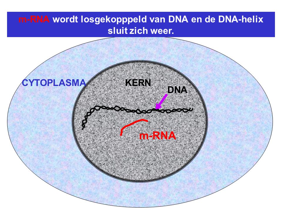 m-RNA wordt losgekopppeld van DNA en de DNA-helix sluit zich weer.