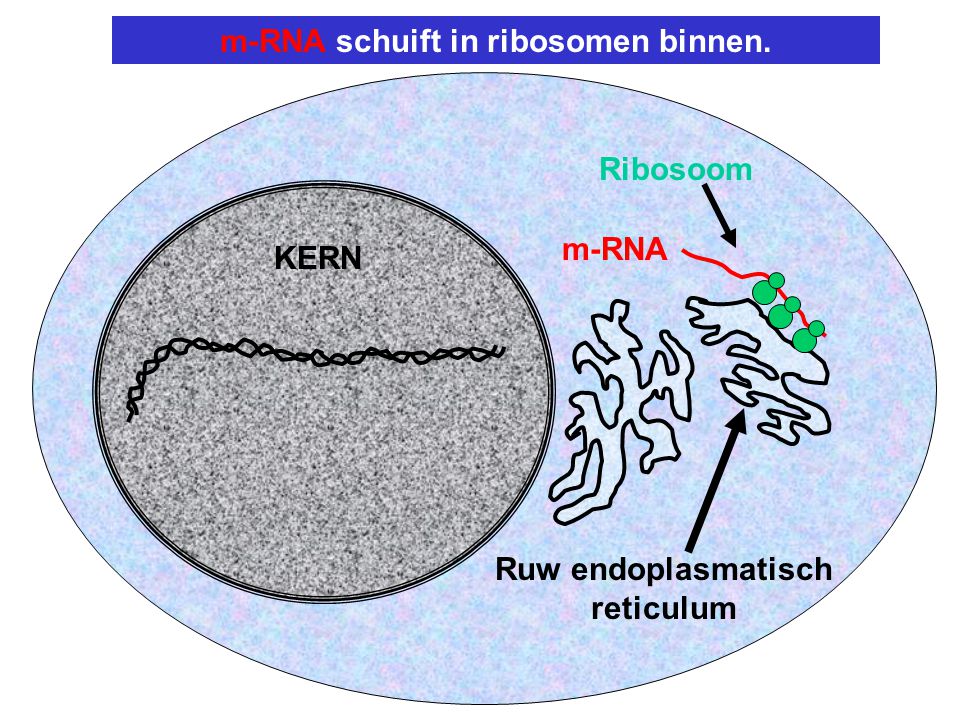 m-RNA schuift in ribosomen binnen. Ruw endoplasmatisch reticulum