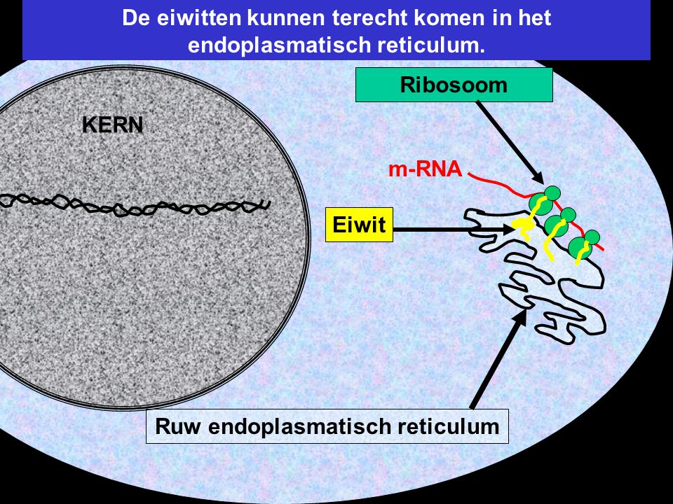 De eiwitten kunnen terecht komen in het endoplasmatisch reticulum.