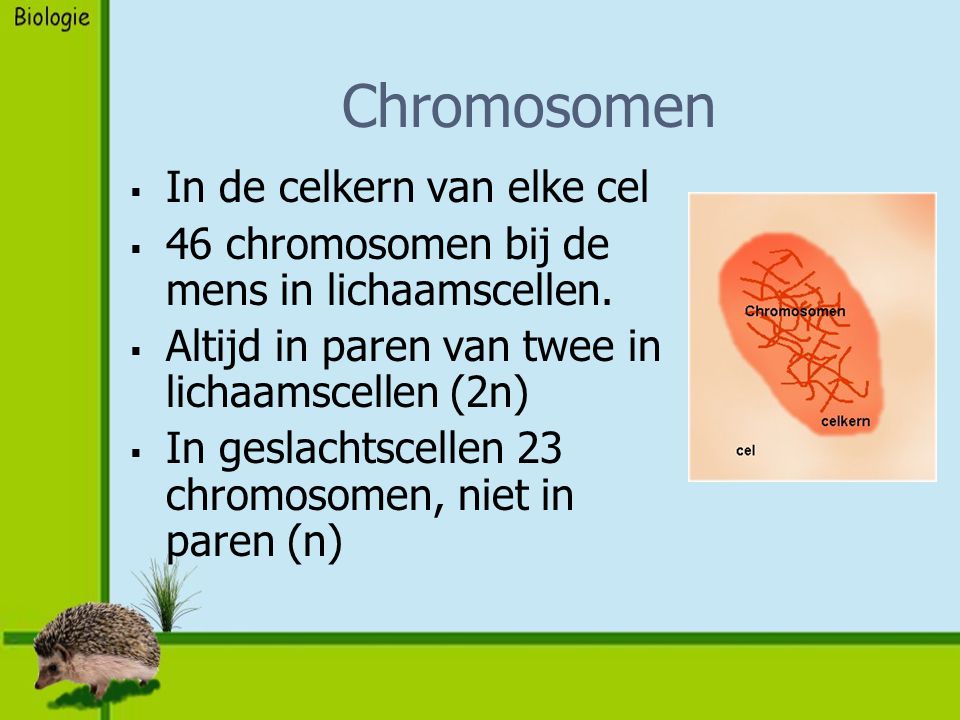 Chromosomen In de celkern van elke cel