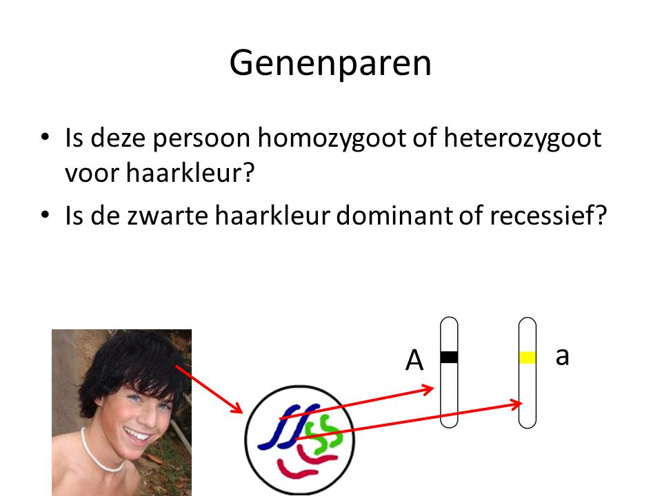 Genenparen Is deze persoon homozygoot of heterozygoot voor haarkleur Is de zwarte haarkleur dominant of recessief