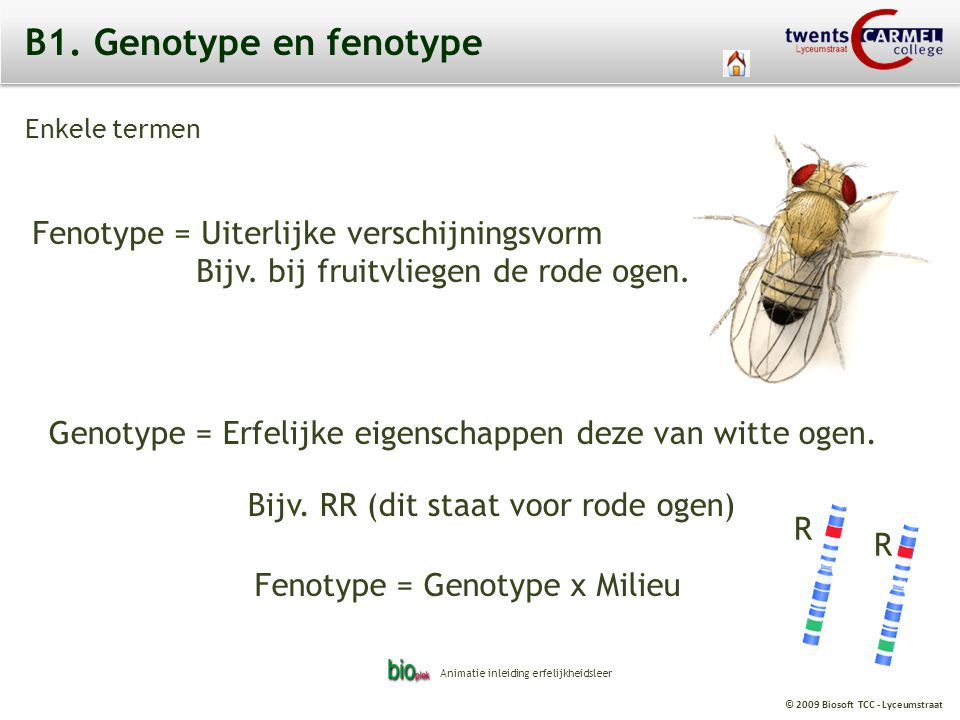 B1. Genotype en fenotype Fenotype = Uiterlijke verschijningsvorm